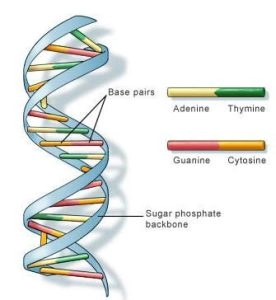 DNA
